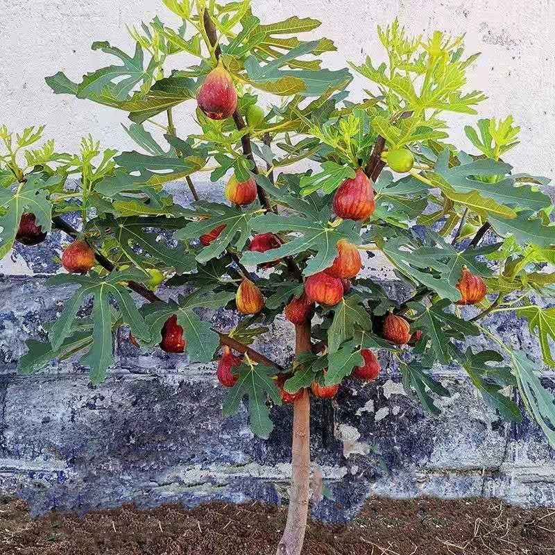 大果无花果树苗一物一拍