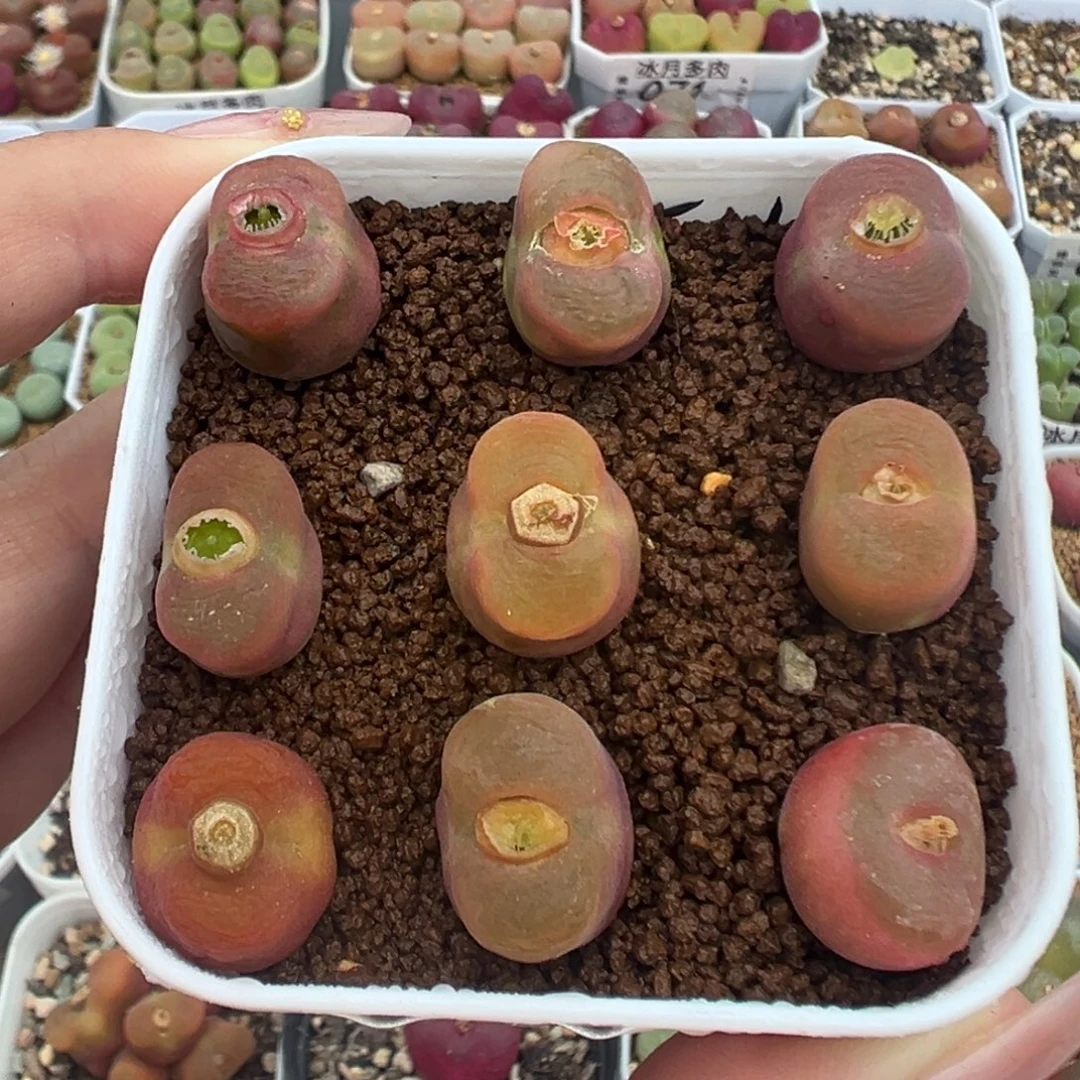 072水蜜桃裸根发货