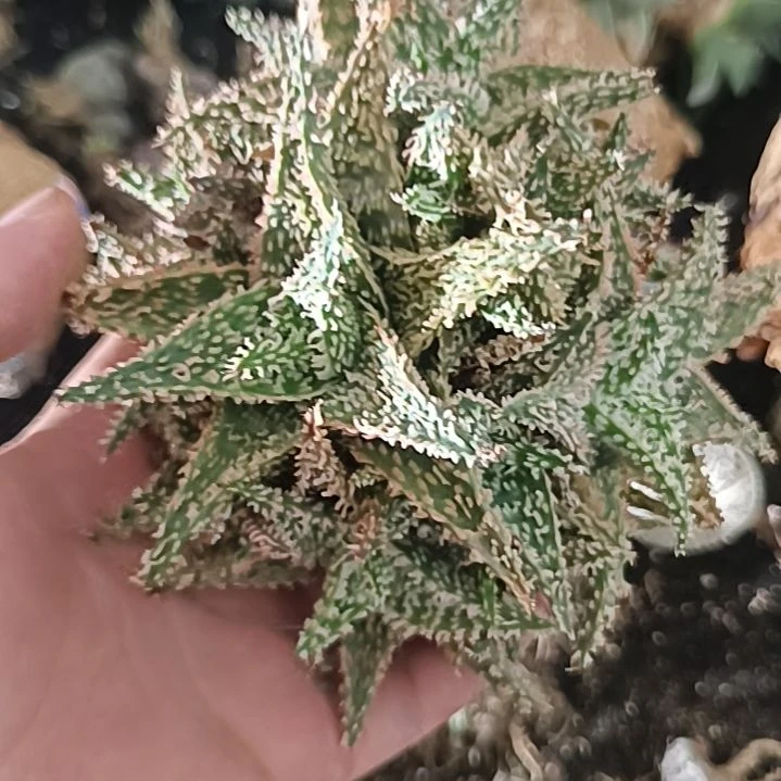 实生密尤刺卡莎实生仙人球