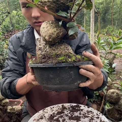 当前无花朵，栽培后可花朵我们的目标是成为一个