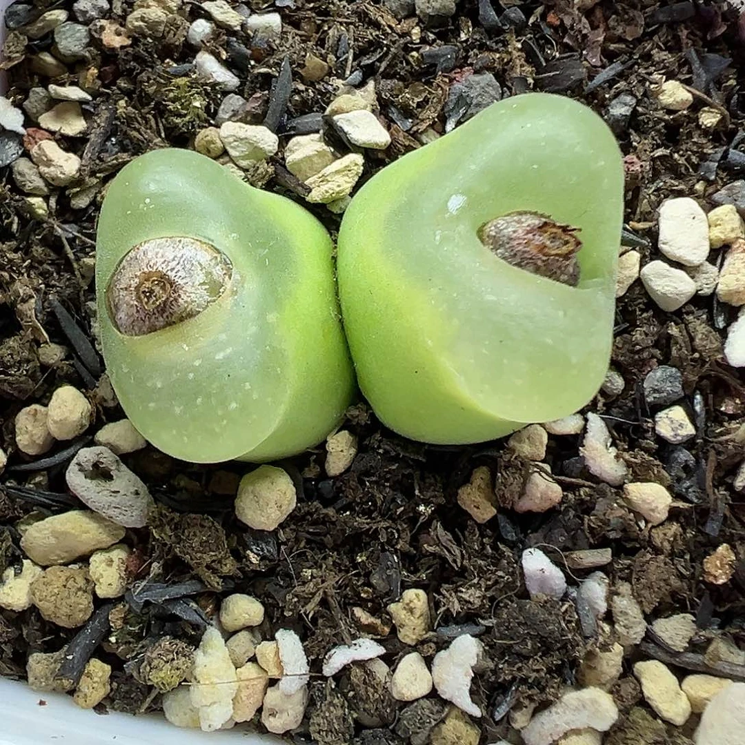 610欧泡带盆土发货