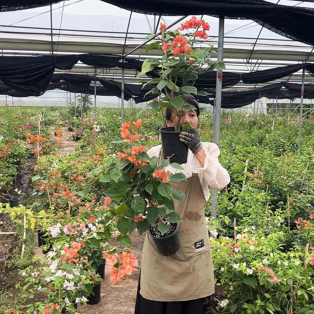 当前无花朵，栽培后可花朵不甜西瓜