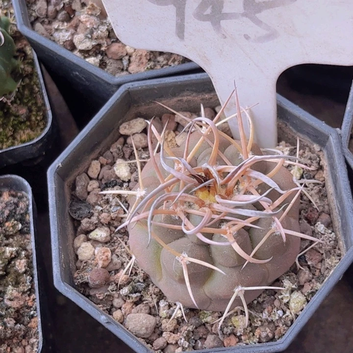 945实生守金好养皮⼂⼂乛⼂