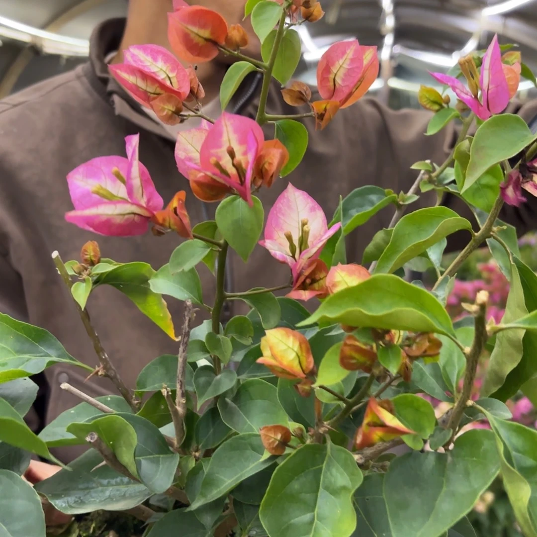 完全开放（陆离）三角梅会落花落叶会光杆苗有大有小