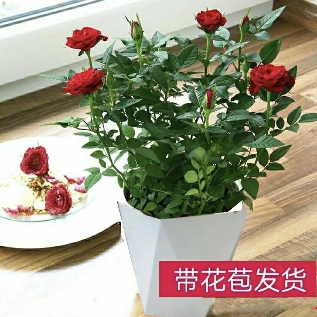 红月季玫瑰中国红带花苞四季开花带花盆