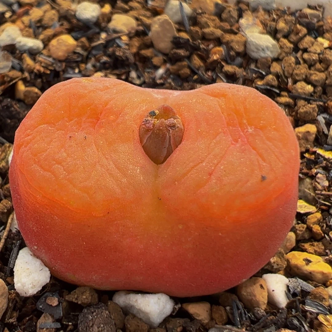 54多肉植物百科水蜜桃1430.5