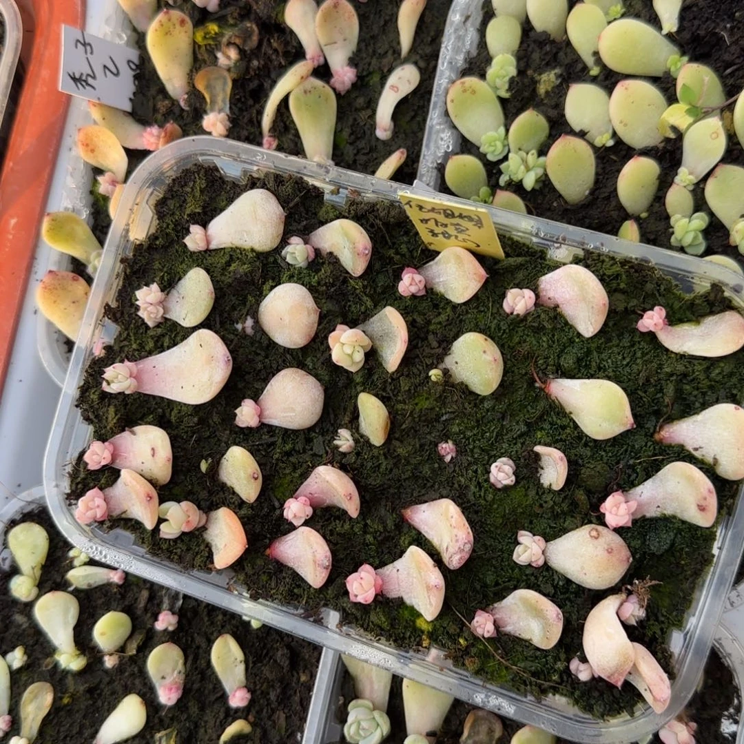 任姐拍甜心 芝麻穴5个满25包邮