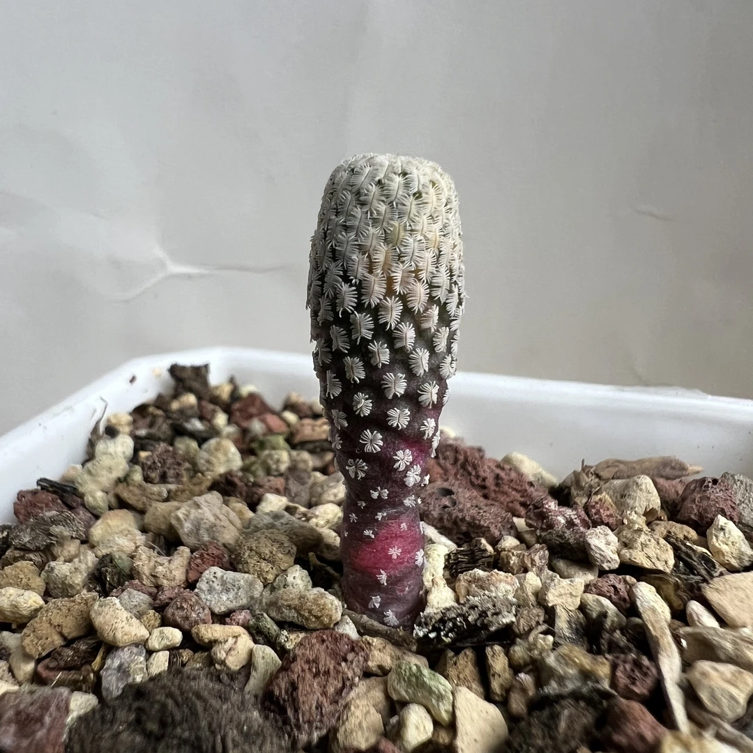 精巧殿彩锦实生仙人球多肉植物防辐射适合阳台桌面养殖