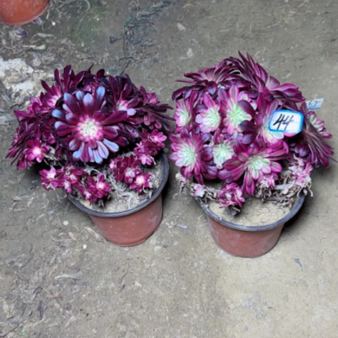 【闪购商品】多肉植物砍过44