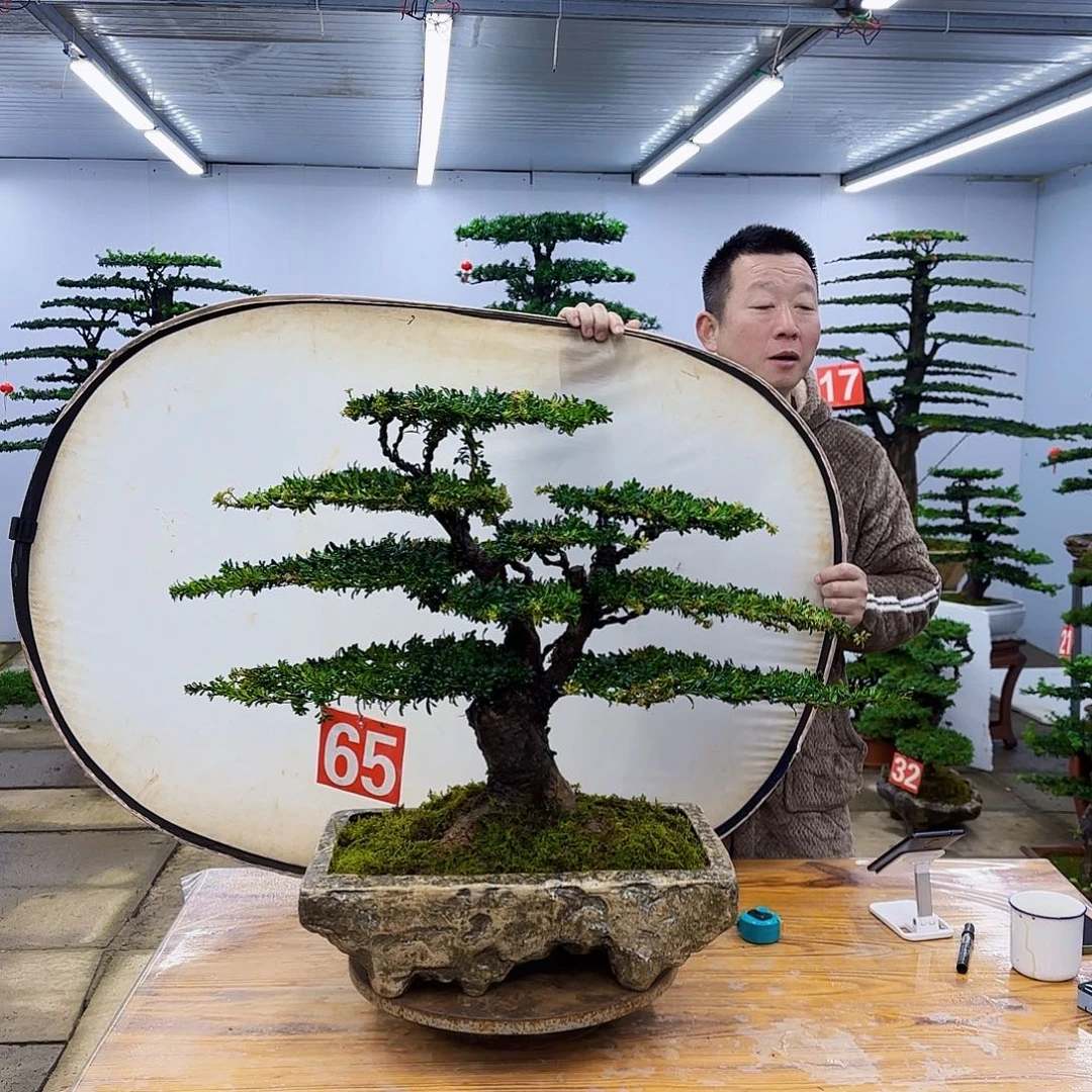商***钉无花朵罗汉松盆景