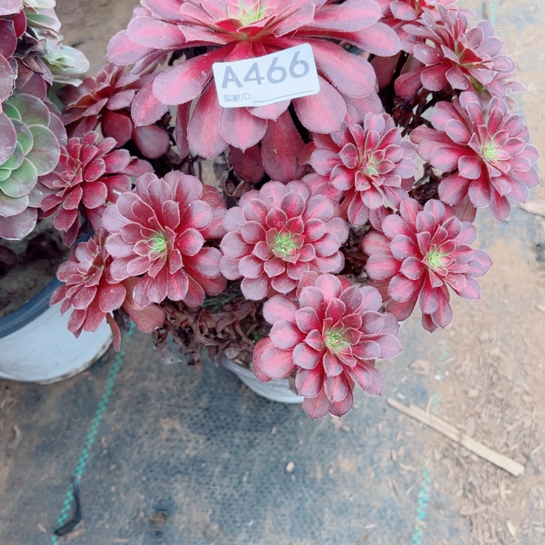 466黑铜壶法师多肉植物法师