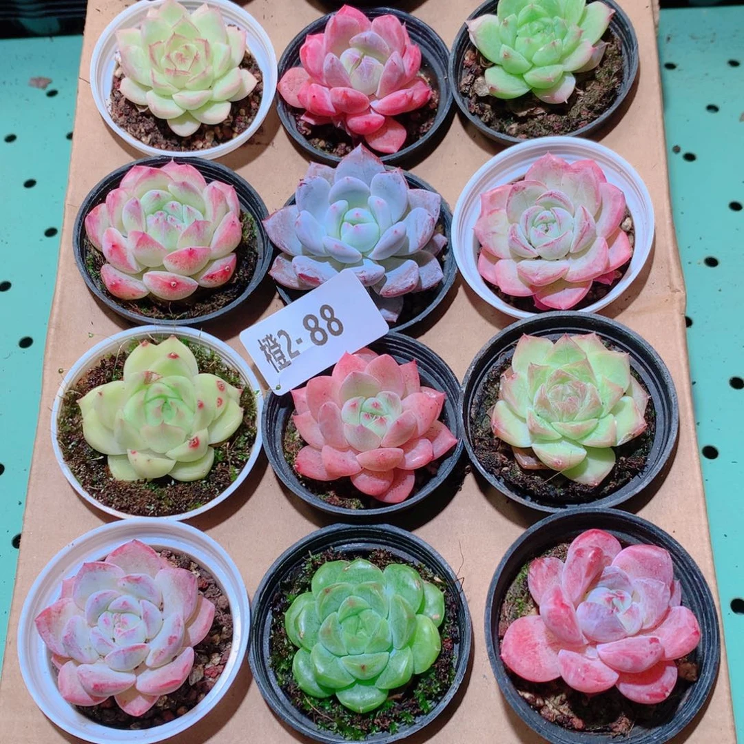 2-88一物一拍多肉带盆18颗