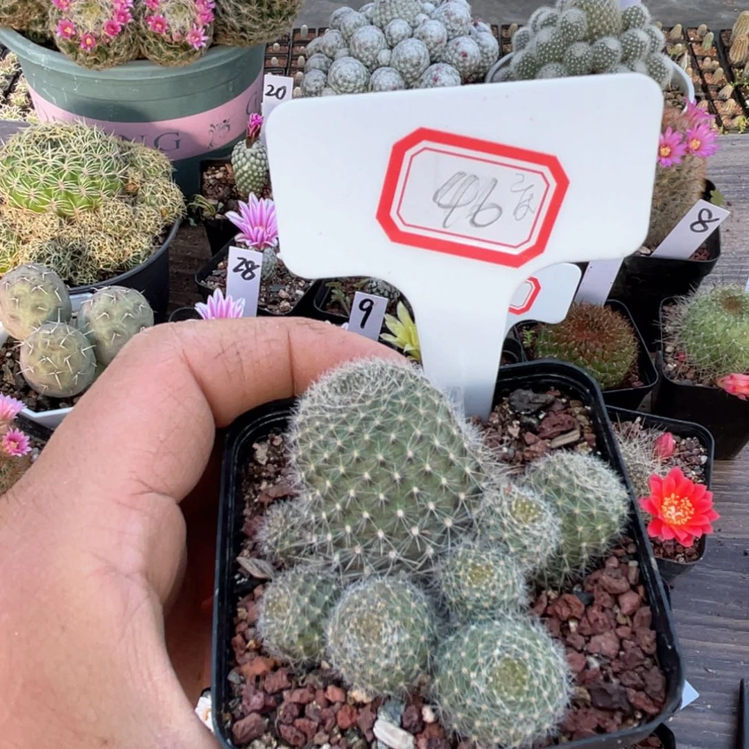 46往事多的是什么