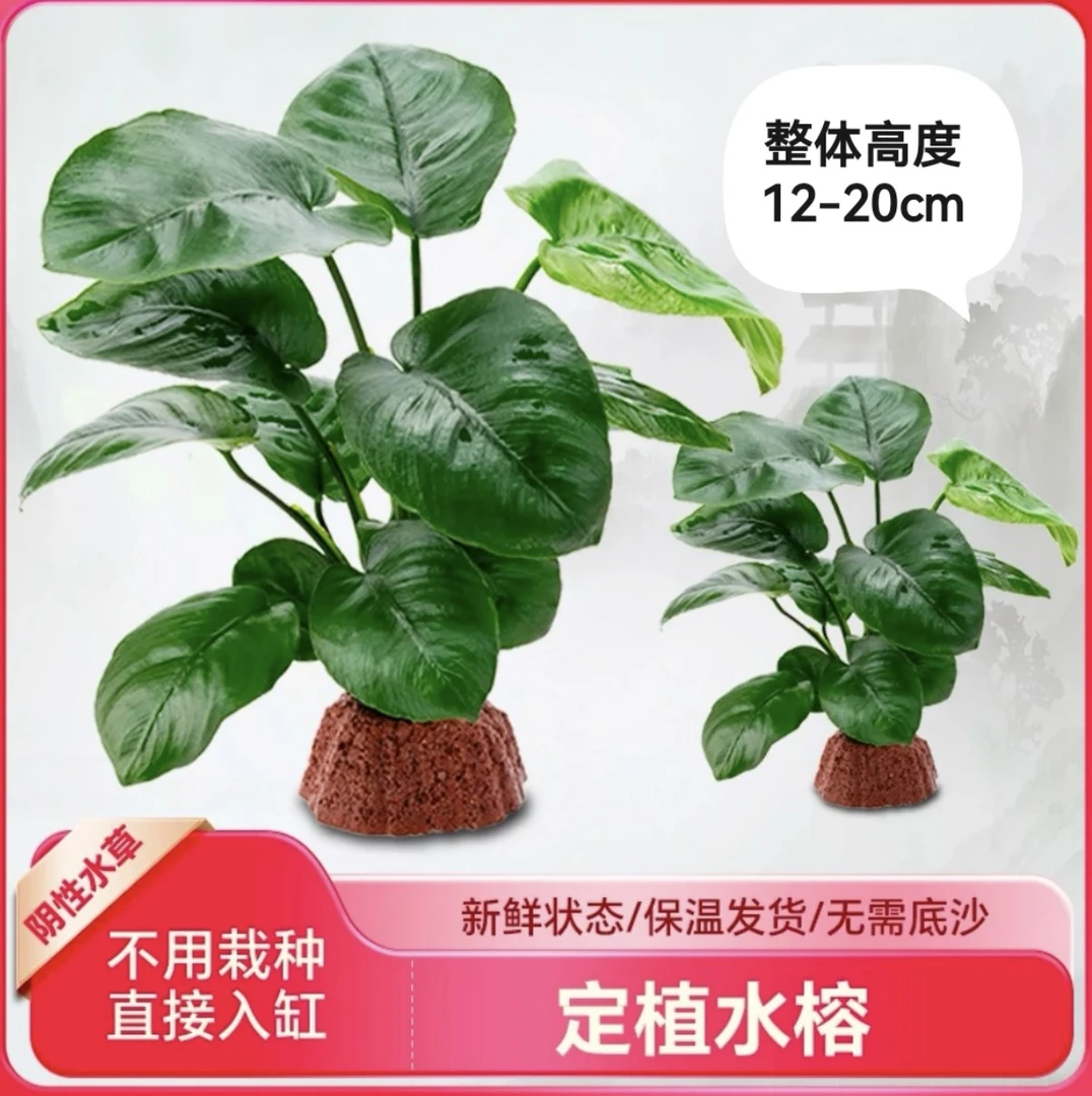火山石定植水榕入缸成景淡水族箱阴性小巴榕无需底砂新手简单好养