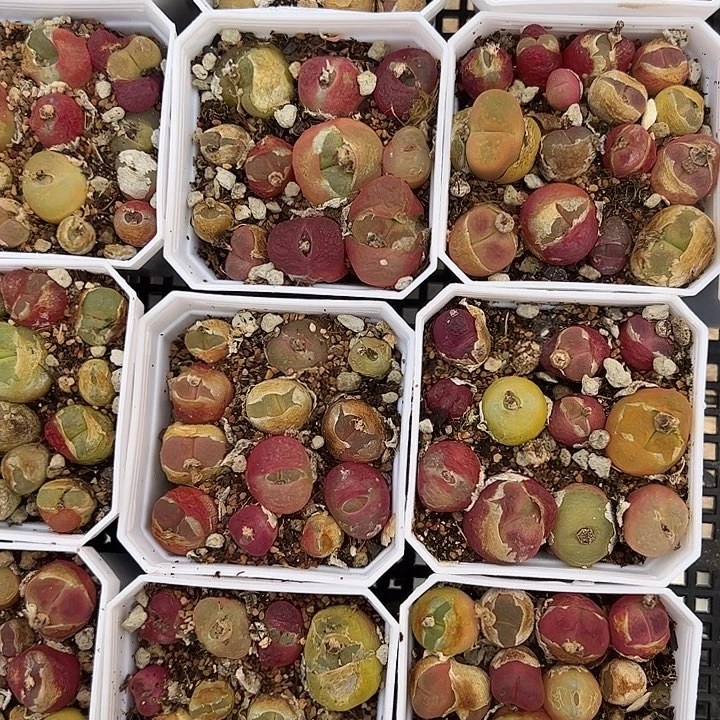 毛汉尼多肉植物精品