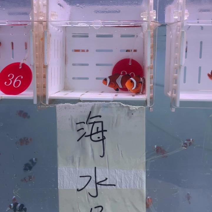 海水鱼精品黑边一对3-4