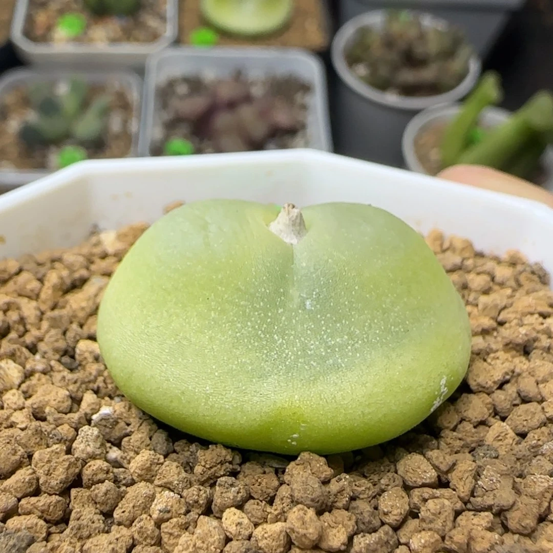 拉登2.9+多肉植物948