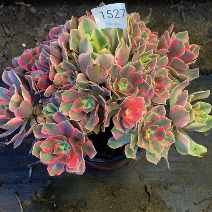 男神多肉断头不包1527