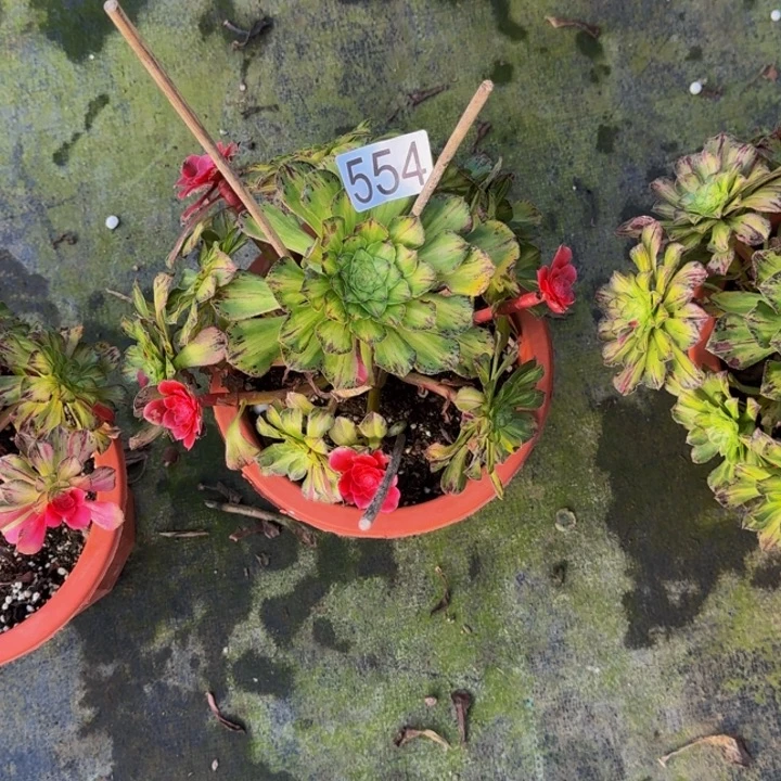 00000000554知否无根