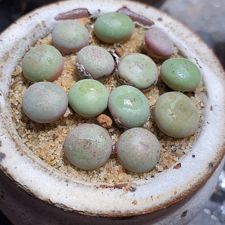 小拳拳一颗。  买二送一。