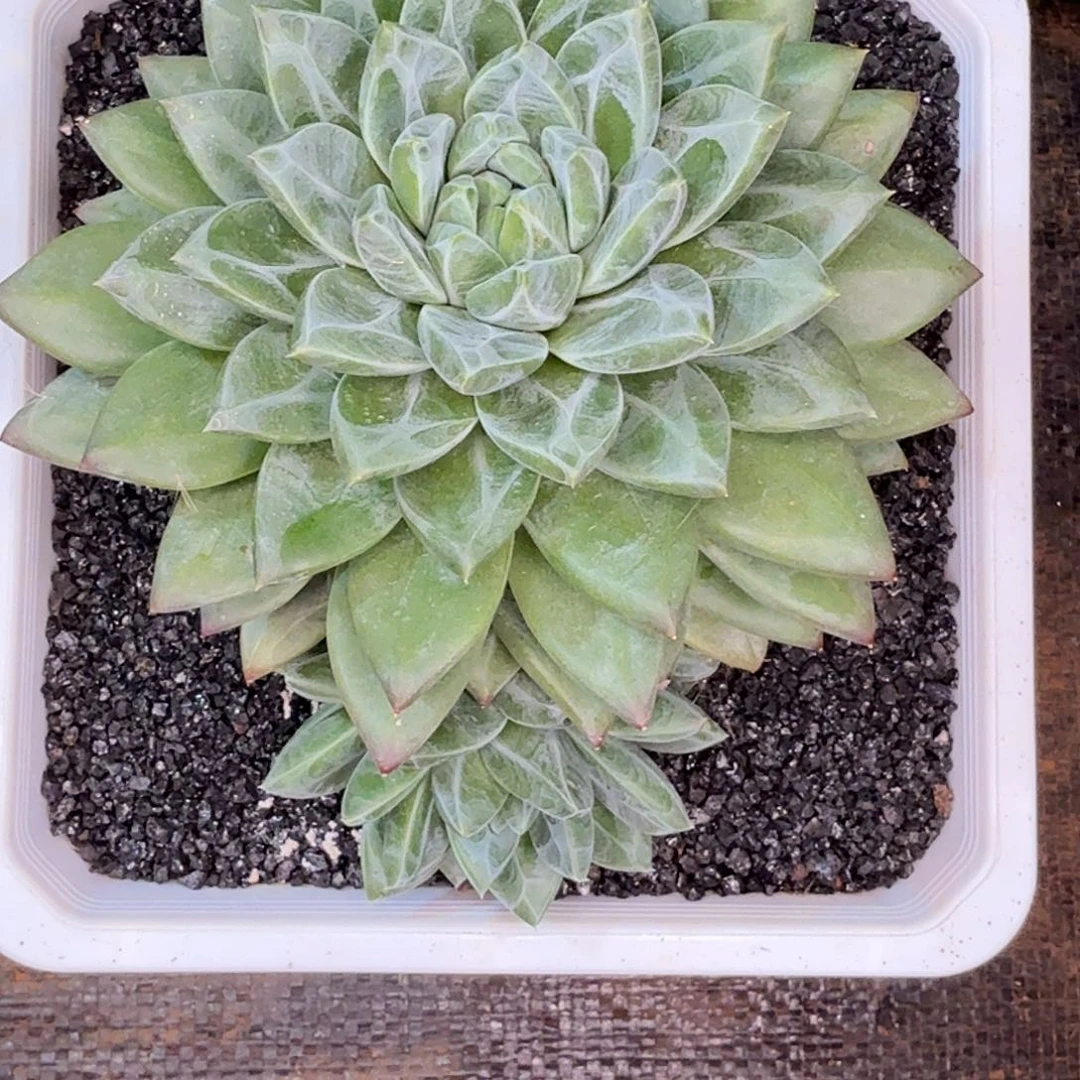 娇***娇美人双头多肉植物