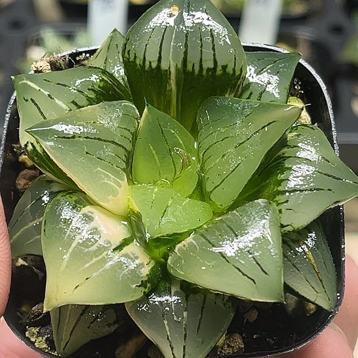 158巨大丸叶云窗红纹寿锦