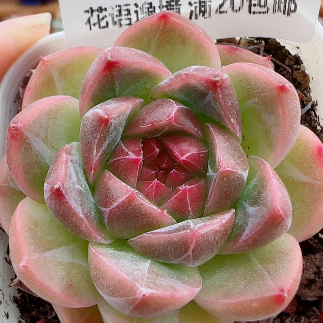 花语逸镜1014-224钻石珍妮