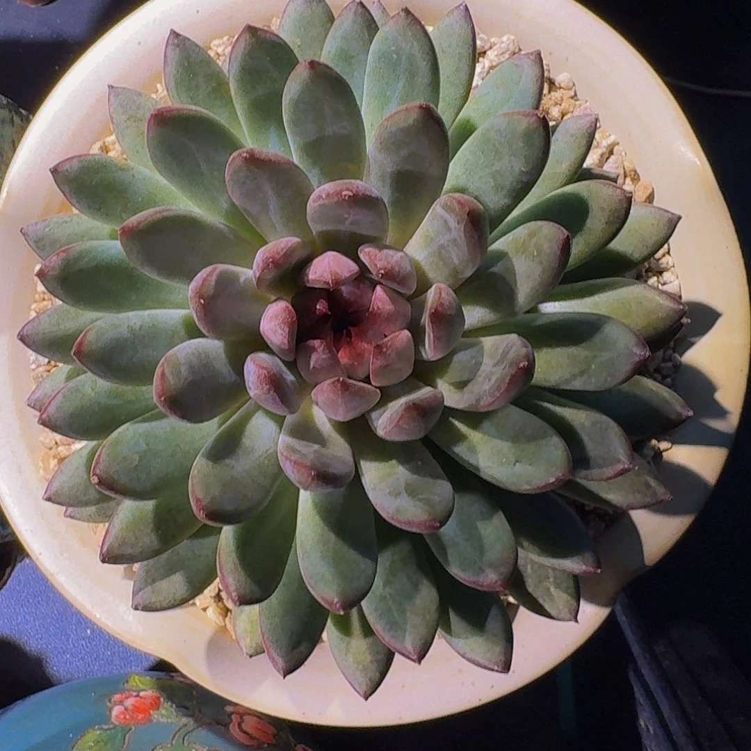 黑水晶 美人杂 一物一拍