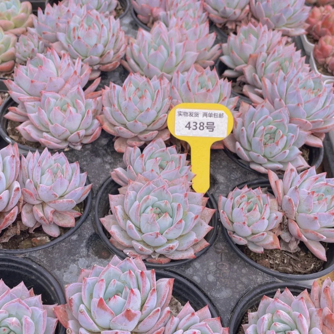 438号 韩版粉蓝鸟大双头一个