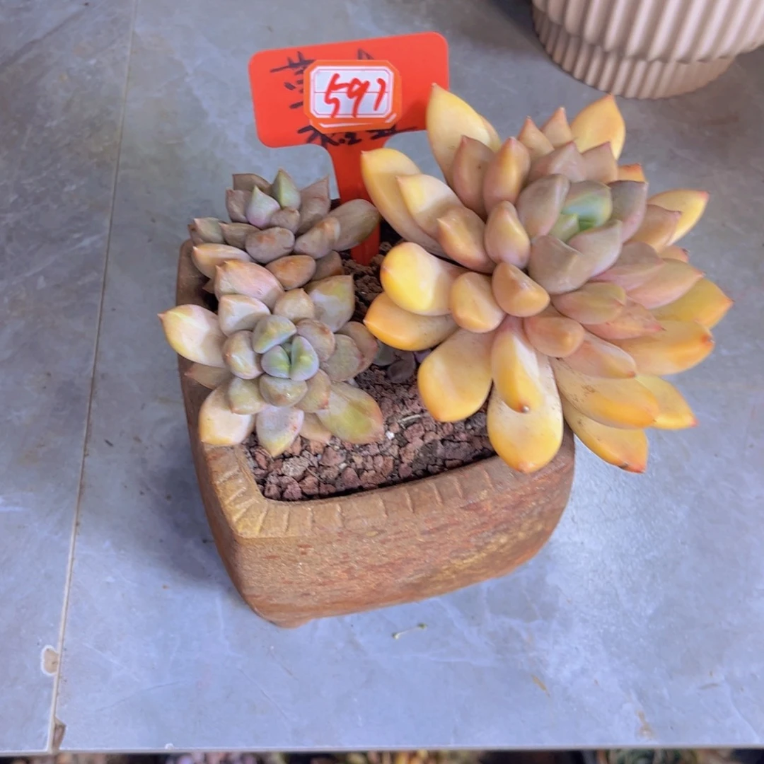 画*象牙带盆物流597多肉植物