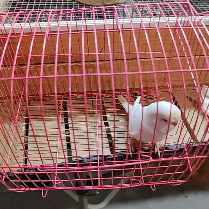 虎皮鹦鹉22222222