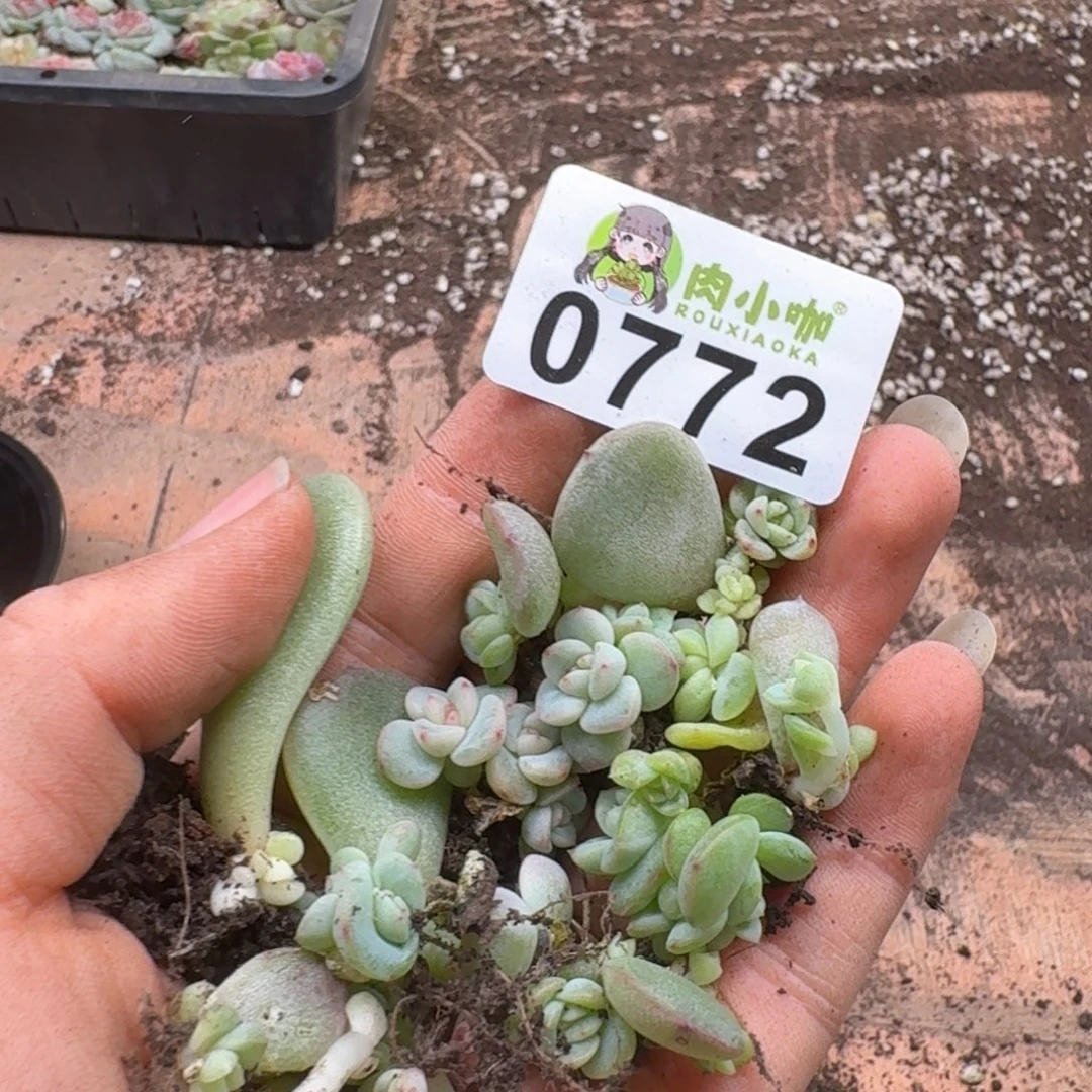 蜡***子多肉植物多肉植物