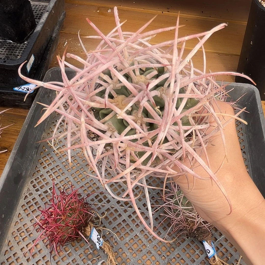 产地大龙冠，长粗刺