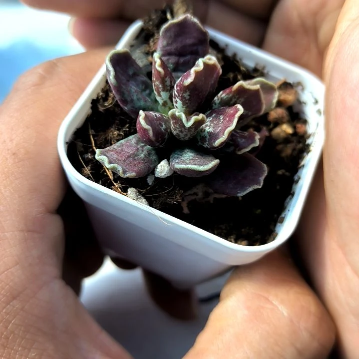 满9元包邮，紫库博单头