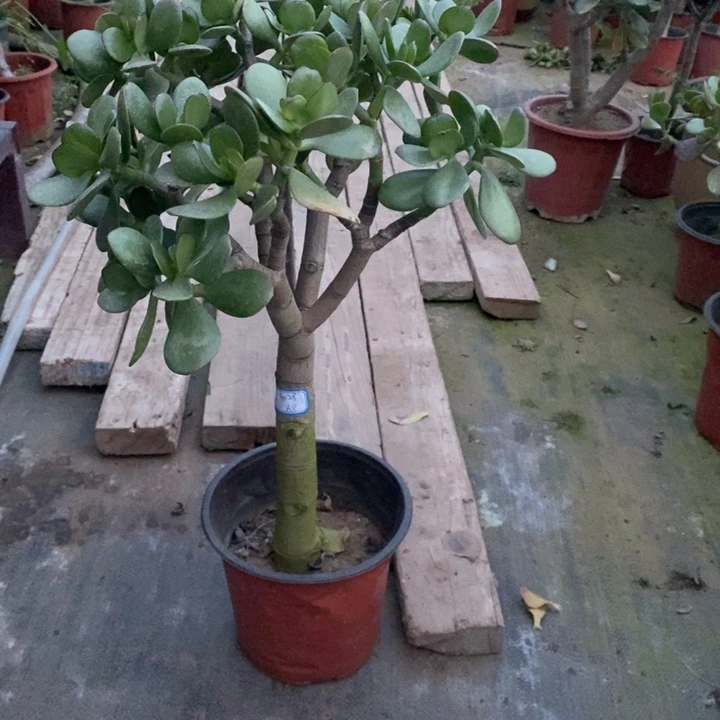 红叶玉树一物一拍