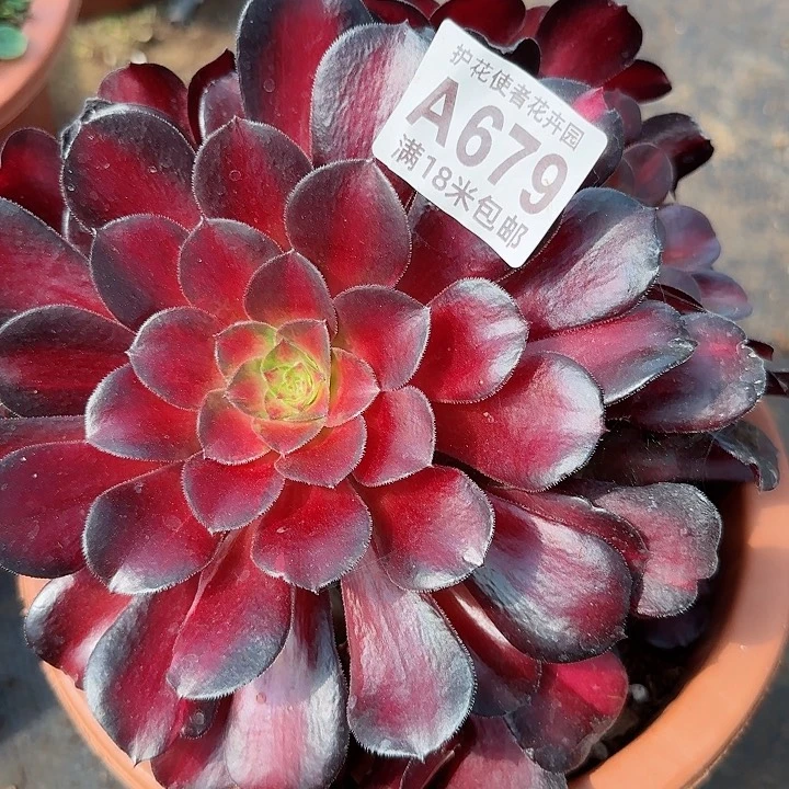 多肉法师淘宝福利