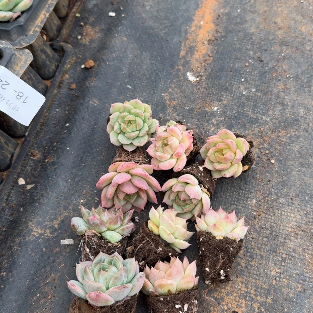 带纹路珍妮十棵量拍穴盘侧门右三18-24