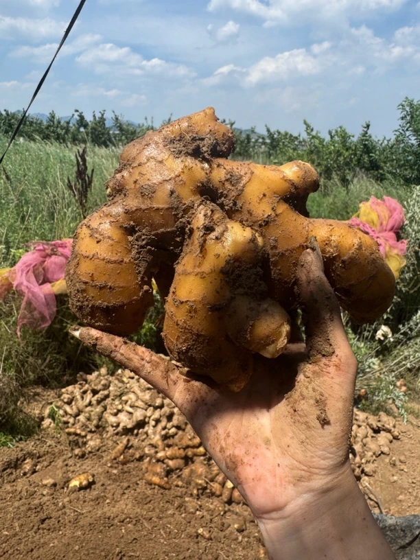 山东现挖老黄姜新鲜带泥姜香浓郁农家山东大姜土姜