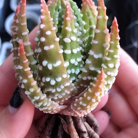 恐龙泪珠哈哈哈哈哈哈哈