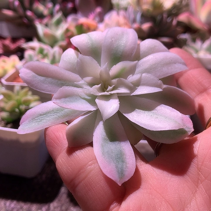 蓝丝绒覆轮锦砍头无根