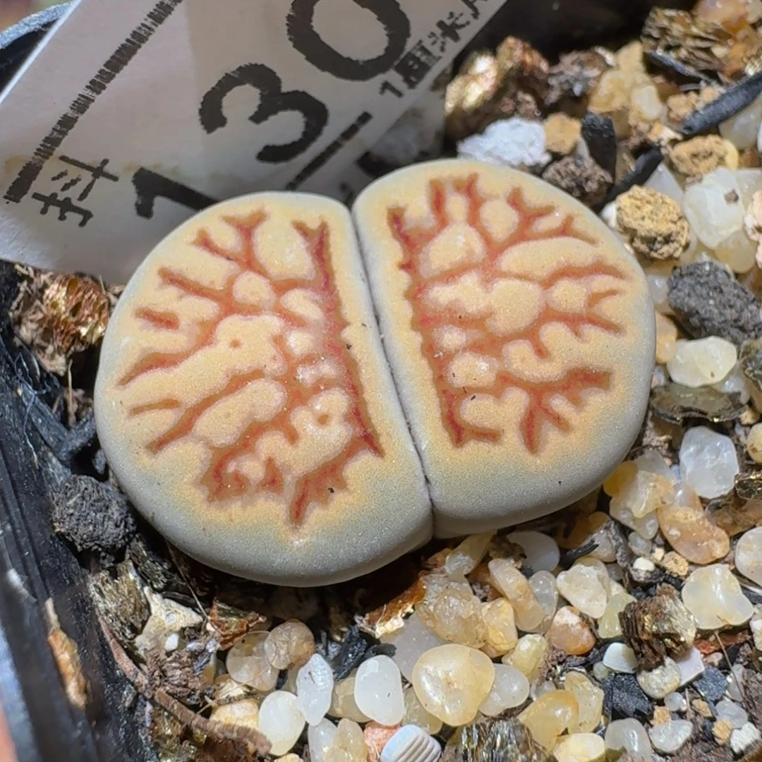 Ssss精品生石花130