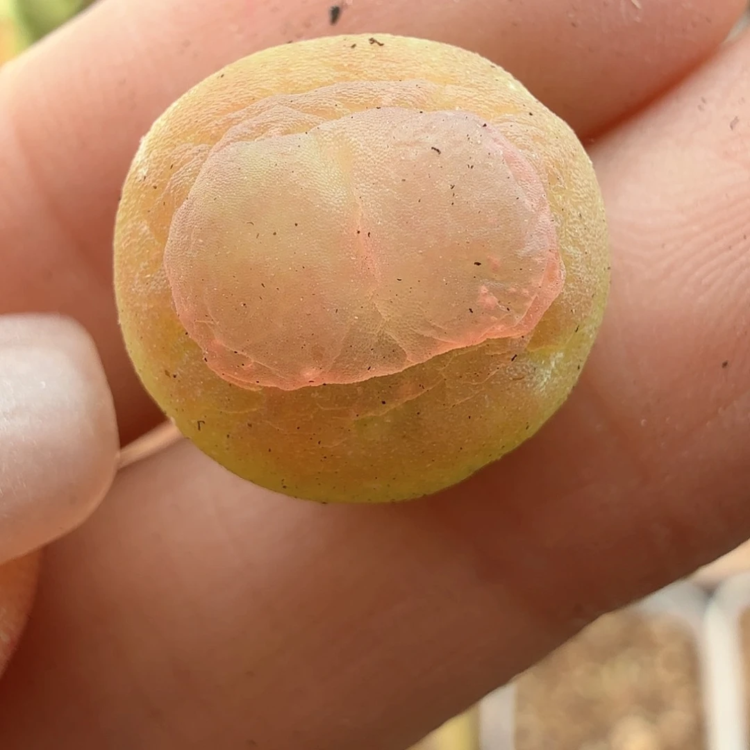 2.2.68/1.2厘米微瑕特紫皮拉登