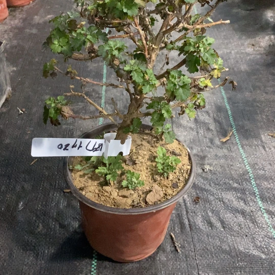 j***o无花朵盆景不售后20