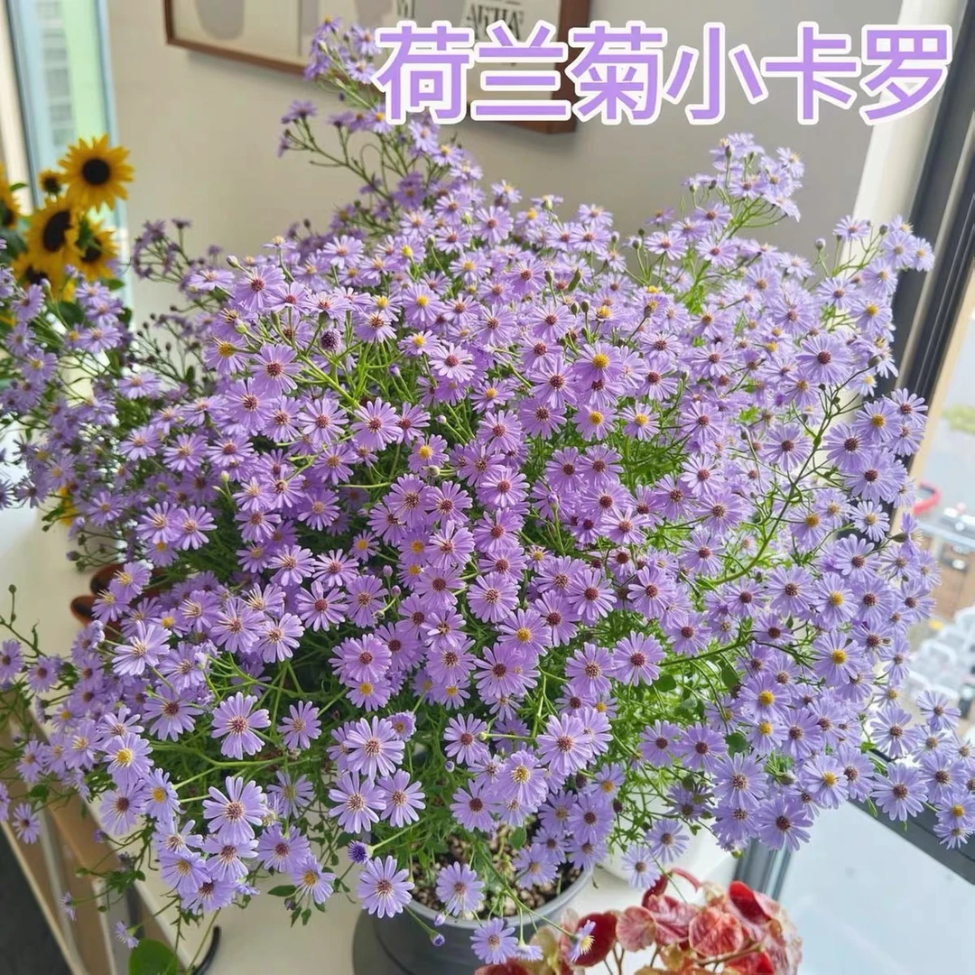 荷兰菊网红小卡罗耐寒耐热多年生宿根花卉阳台庭院多季节开花好养