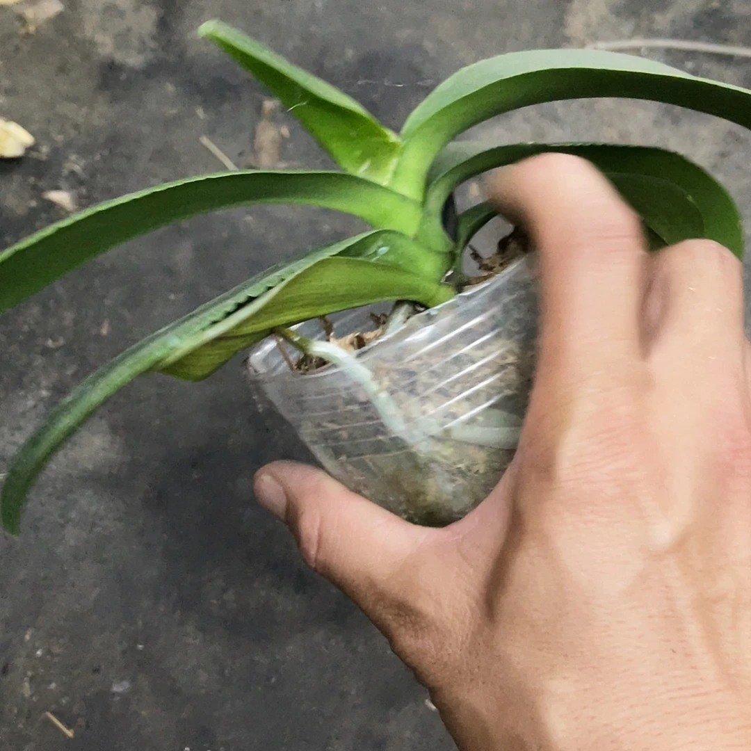 当前无花栽培后可以开花弯弯实生苗3.0控过剑