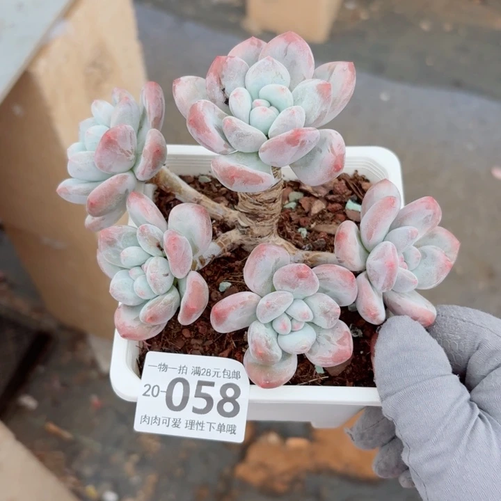 香水多肉多肉植物多肉