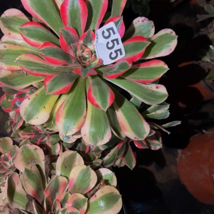 555男神多肉植物不售后