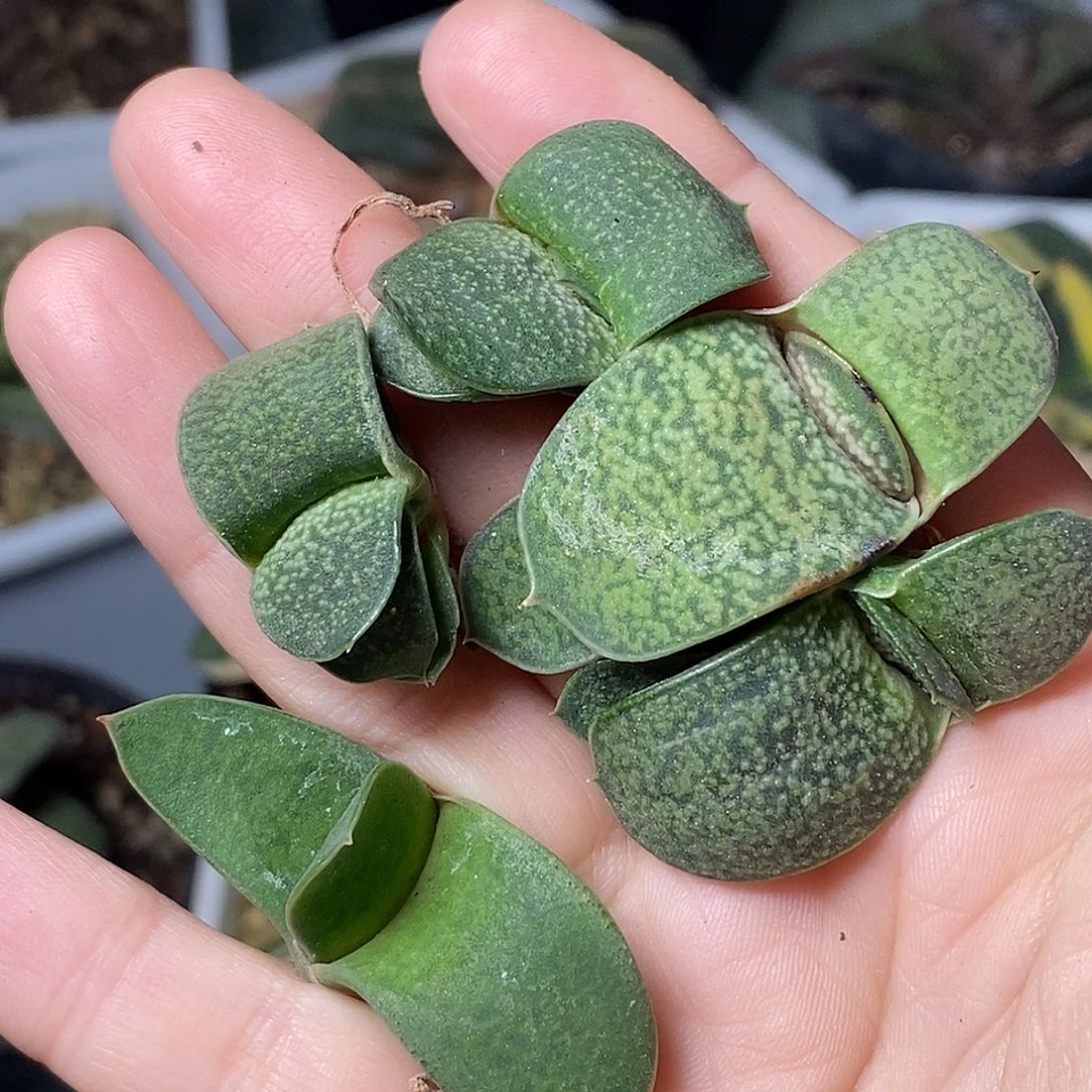 不带盆脱土裸根发货（实生赤不动）无根