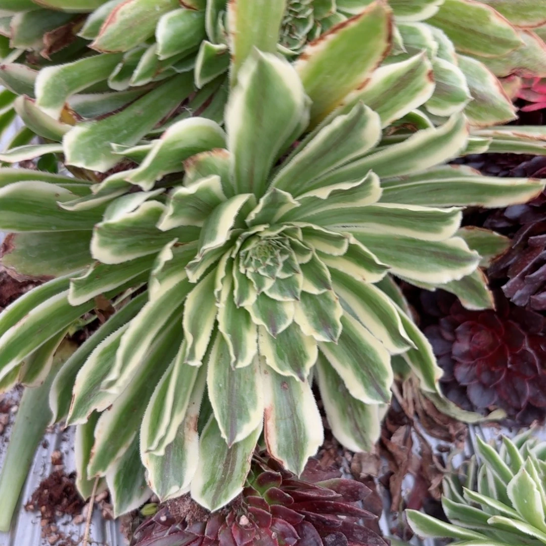 我8067 号多肉法师特价