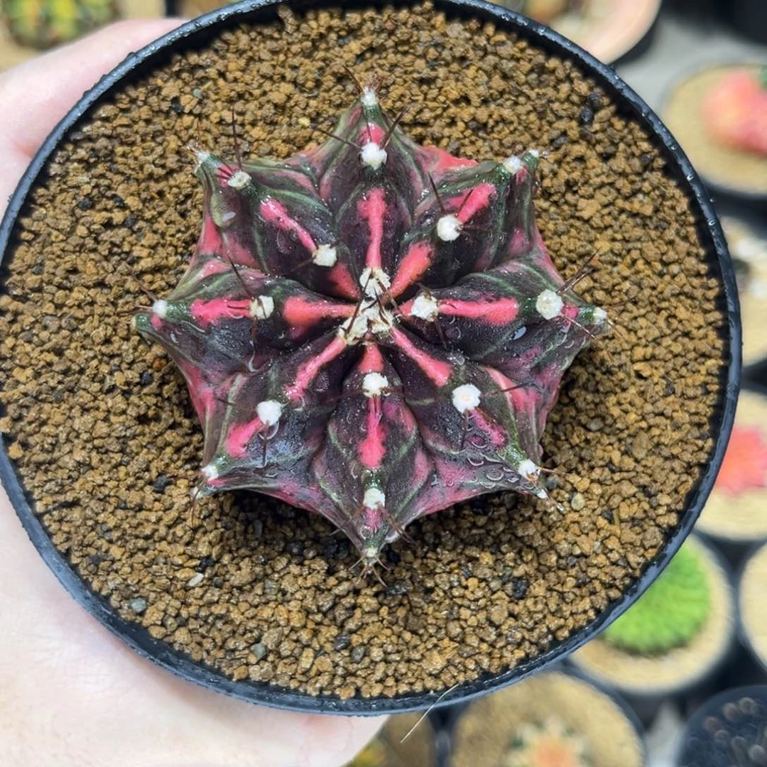 泰系实生根全品————